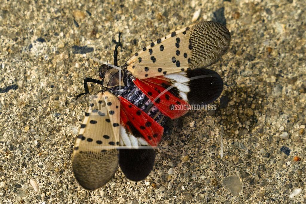 Senators urge Spotted Lanternfly damage research legislation